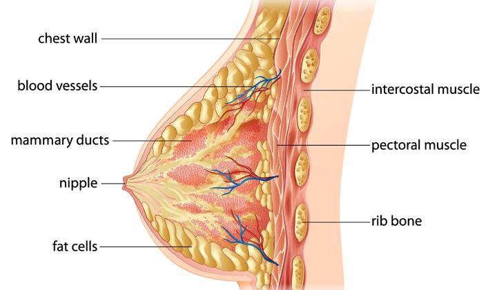 Breast diagram