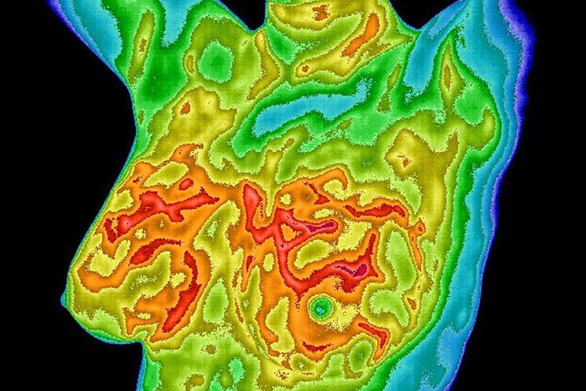 How thermography can help you boost your breast health